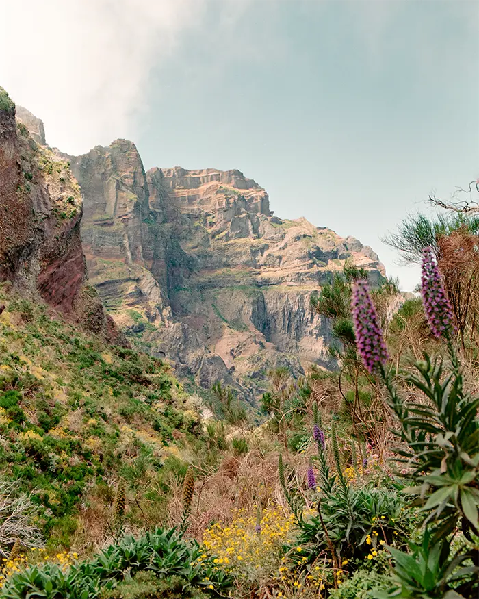 Aussicht auf die Berge von Madeira mit schönen Blumen im Vordergrund